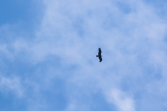 Andean Condor KAC8339