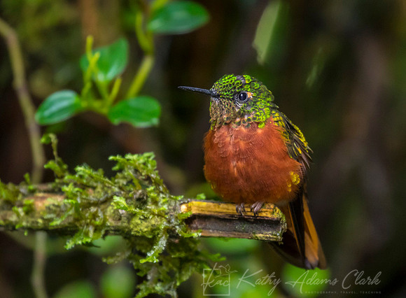 Chestnut-breasted coronet KAC7984