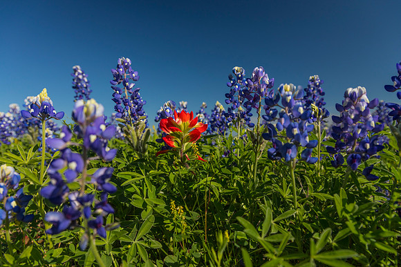 Indian Paintbrush KAC0776