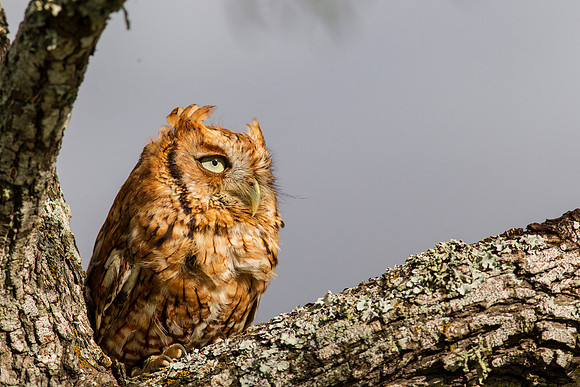 Eastern screech-owl KAC7346