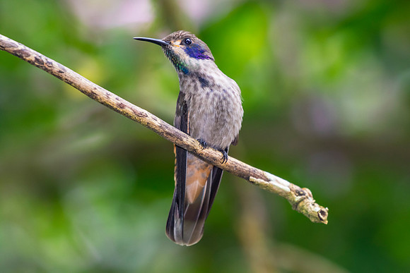 Brown violetear hummingbird KAC9465