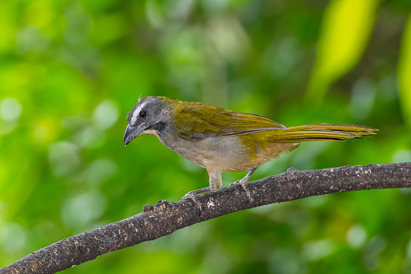 Buff-throated saltator KAC9556