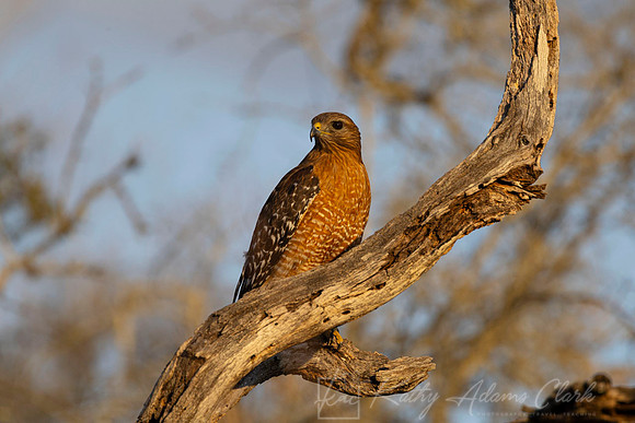 Red-shouldered hawk KAC0736