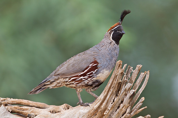 Gambel's quail KAC1708