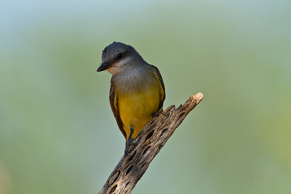 Western kingbird KAC1484
