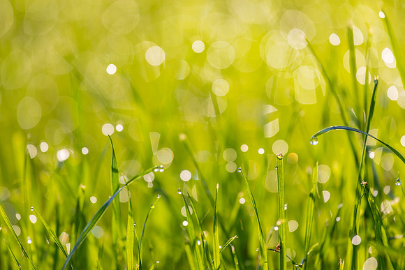 Grass Morning Spring KAC0596