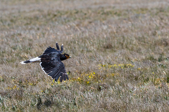 Carunculated caracara KAC8661