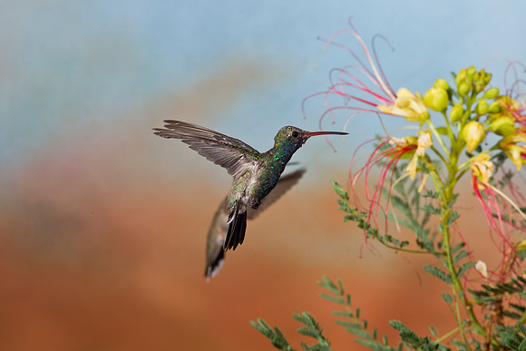 Broad-billed Hummingbird KAC2152