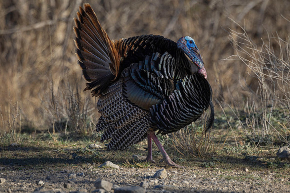 Wild Turkey KAC7773