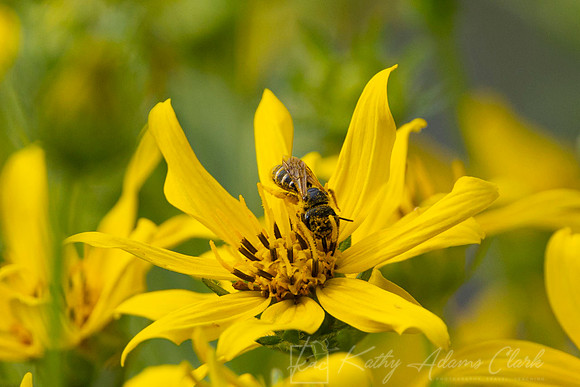 Bee Engelman's daisy KAC1061