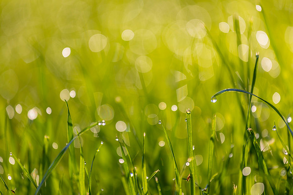 Grass Morning Spring KAC0582