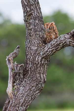 Eastern screech-owl KAC7366