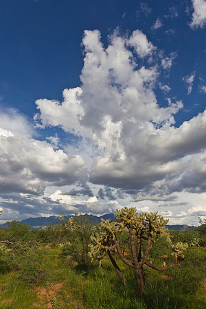 Sonoran desert KAC1943