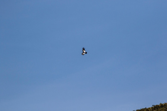 Andean Condor KAC8466