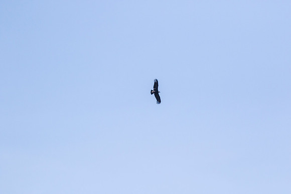 Andean Condor KAC8388