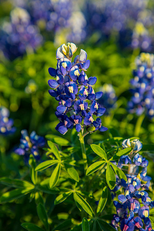 Texas Bluebonnet KAC0816