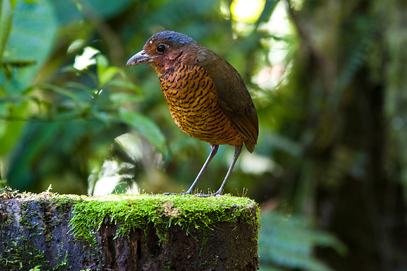 giant antpitta KAC4670