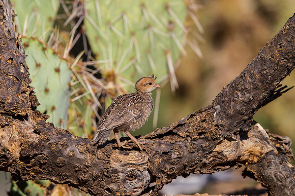 Gambel's quail KAC8891