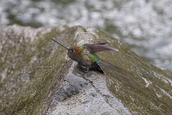 Green-fronted lancebill hummingbird KAC5880