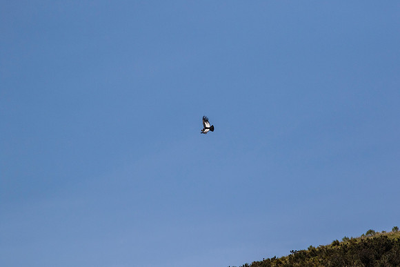 Andean Condor KAC8463