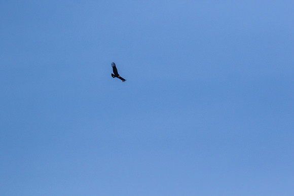 Andean Condor KAC8318