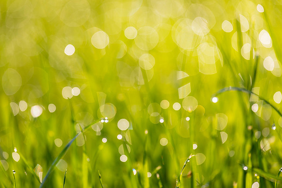 Grass Morning Spring KAC0588