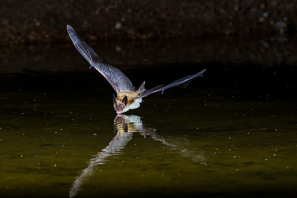 Big Brown Bat KAC9539