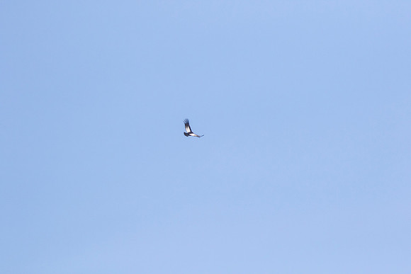 Andean Condor KAC8395