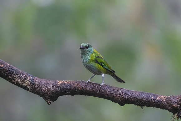 Crimson-rumped toucanet KAC9724