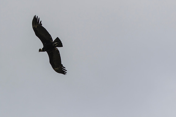 Andean Condor KAC8508
