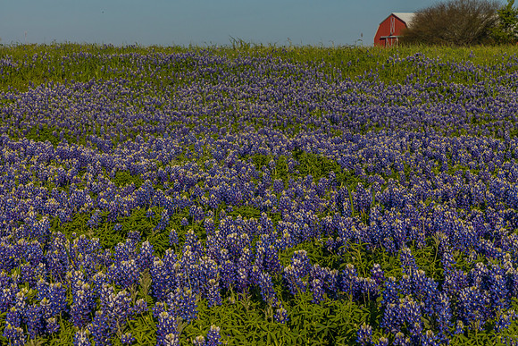 Texas Bluebonnet KAC0835