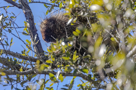 Porcupine KAC1393