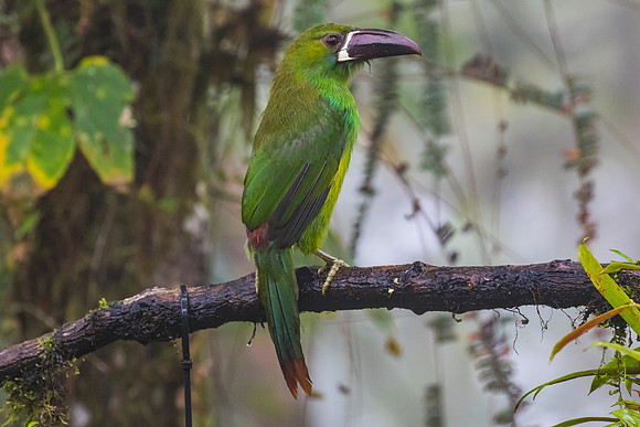 Crimson-rumped toucanet KAC9731