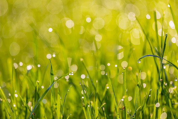 Grass Morning Spring KAC0597
