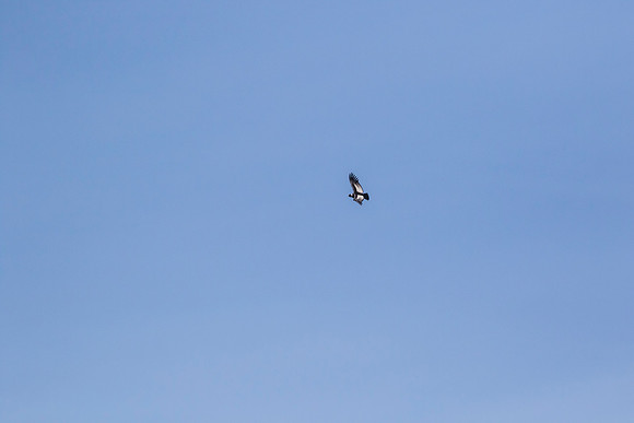Andean Condor KAC8470