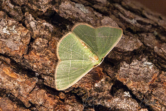 Moth Species KAC0945-Enhanced-NR