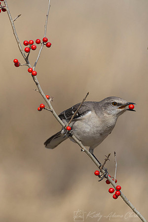 Northern mockingbird KAC1591