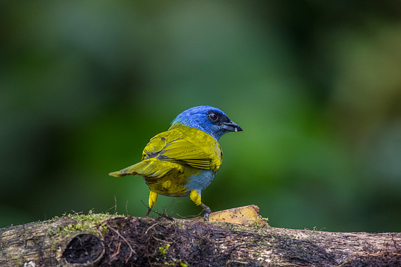 Blue-capped tanager KAC9853