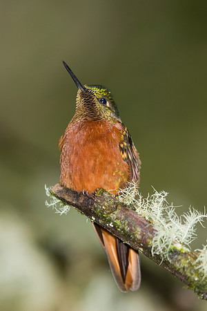 Chestnut-breasted coronet hummingbird KAC607196