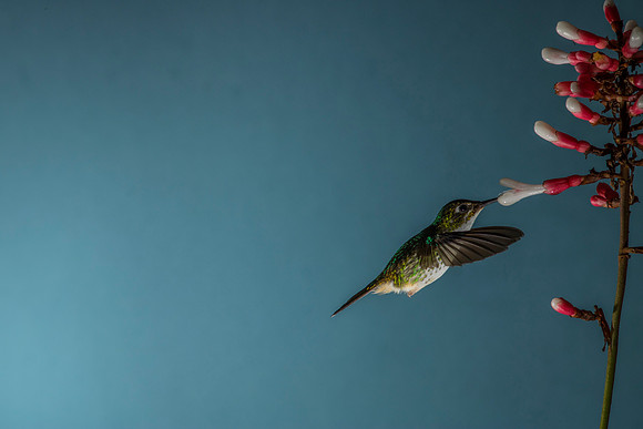 Booted racket-tail hummingbird KAC0470