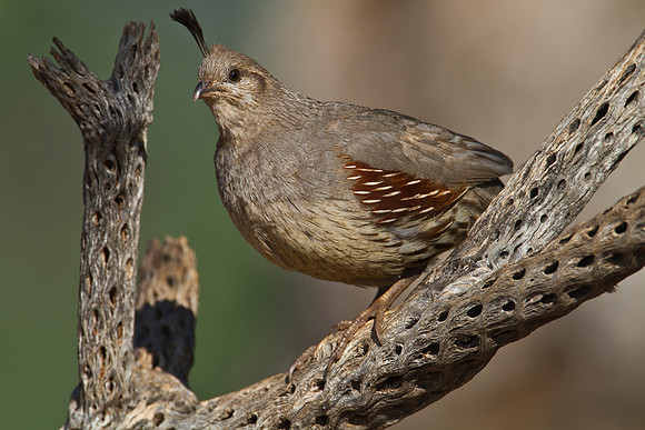Gambel's quail KAC1404
