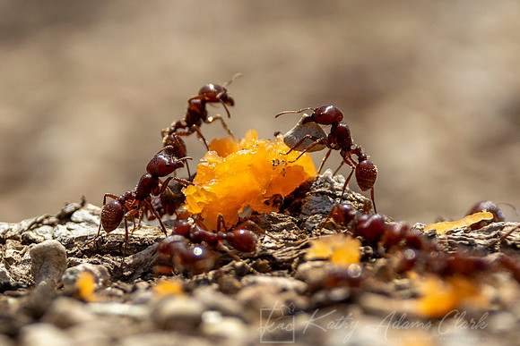 Harvester ant KAC7608