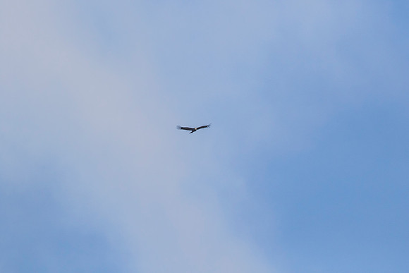 Andean Condor KAC8280