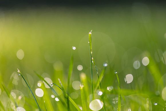 Grass Morning Spring KAC0569