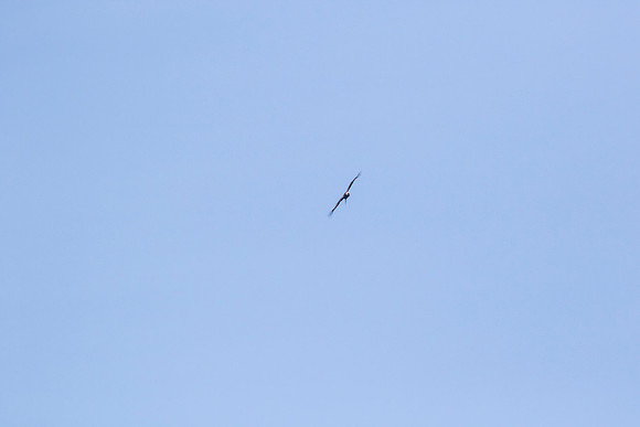 Andean Condor KAC8392