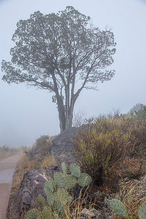 Tree in Fog KAC0536