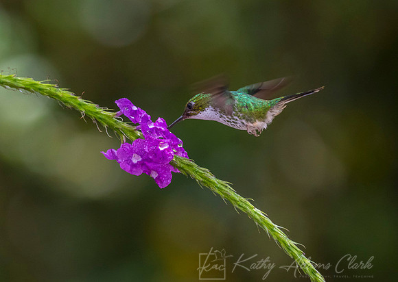 Booted racket-tail hummingbird KAC9696