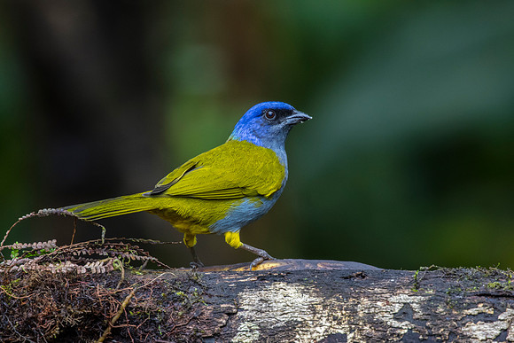 Blue-capped tanager KAC9845