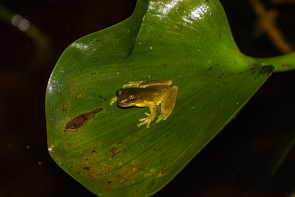 Executioner Clownfrog KAC0760