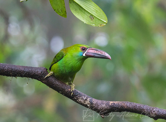 Crimson-rumped toucanet KAC9716